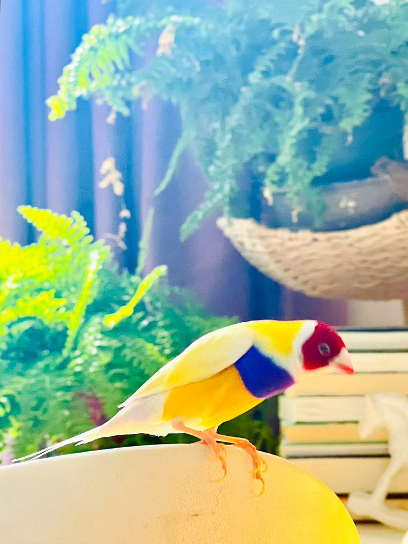 猫宁仲秋的晨光🦜​​​