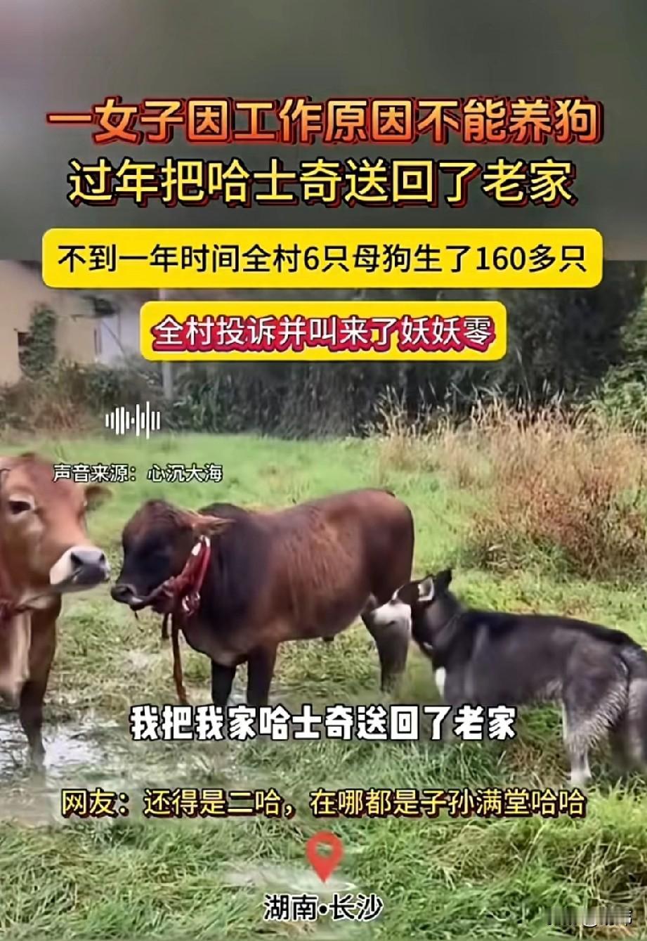 还得是二哈，在哪都是儿孙满堂！一位小姐姐因为工作原因不能养狗，于是过年的时候把她