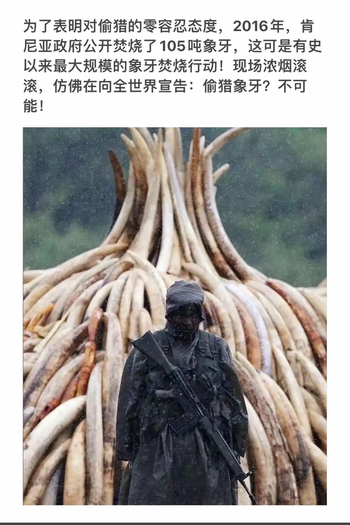 为了保护大象，肯尼亚政府公开焚烧105吨象牙，彰显零容忍态度！