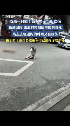 成都龙泉驿区，一哈士奇把商铺主人的鸡咬死了，店主在驱赶狗的过程中又被狗抓伤。这店