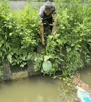 绝对是野生的西瓜，这样网友们不心疼了！
