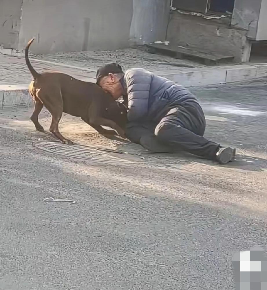 黑龙江佳木斯。猎犬伤人，咬着人不松口。红衣女子大概率是狗主人，把猎犬和被咬的男子