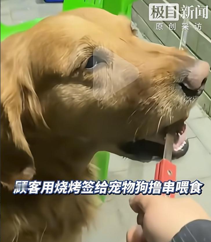 赤峰铁签喂狗后续：老板哭着销毁全部签子，涉事女子至今一句没说。近日，内蒙古赤