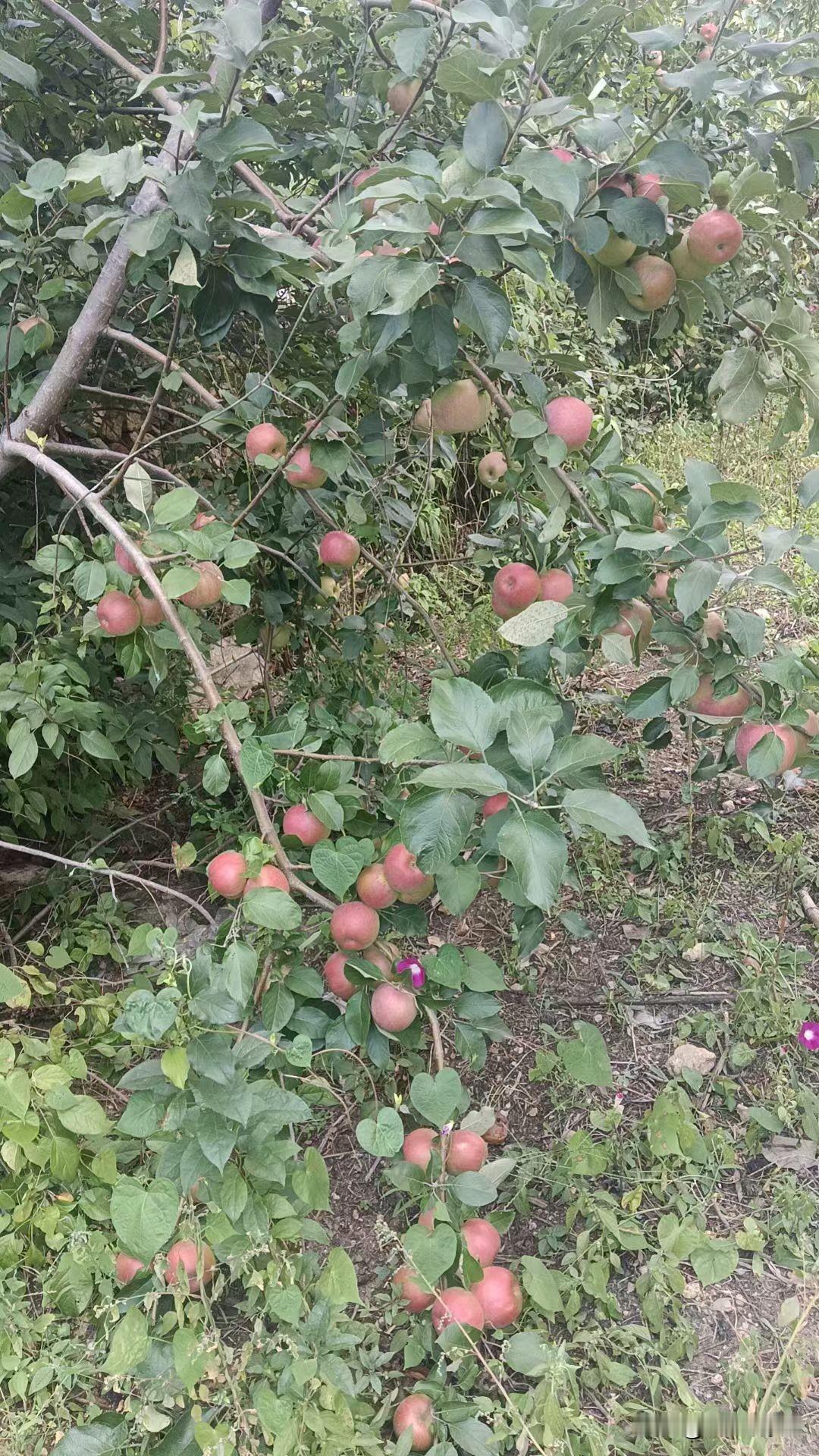 家里的苹果树结果已经快熟了。估计这几天就差不多了。摘了一个还挺甜的。也没管它，就