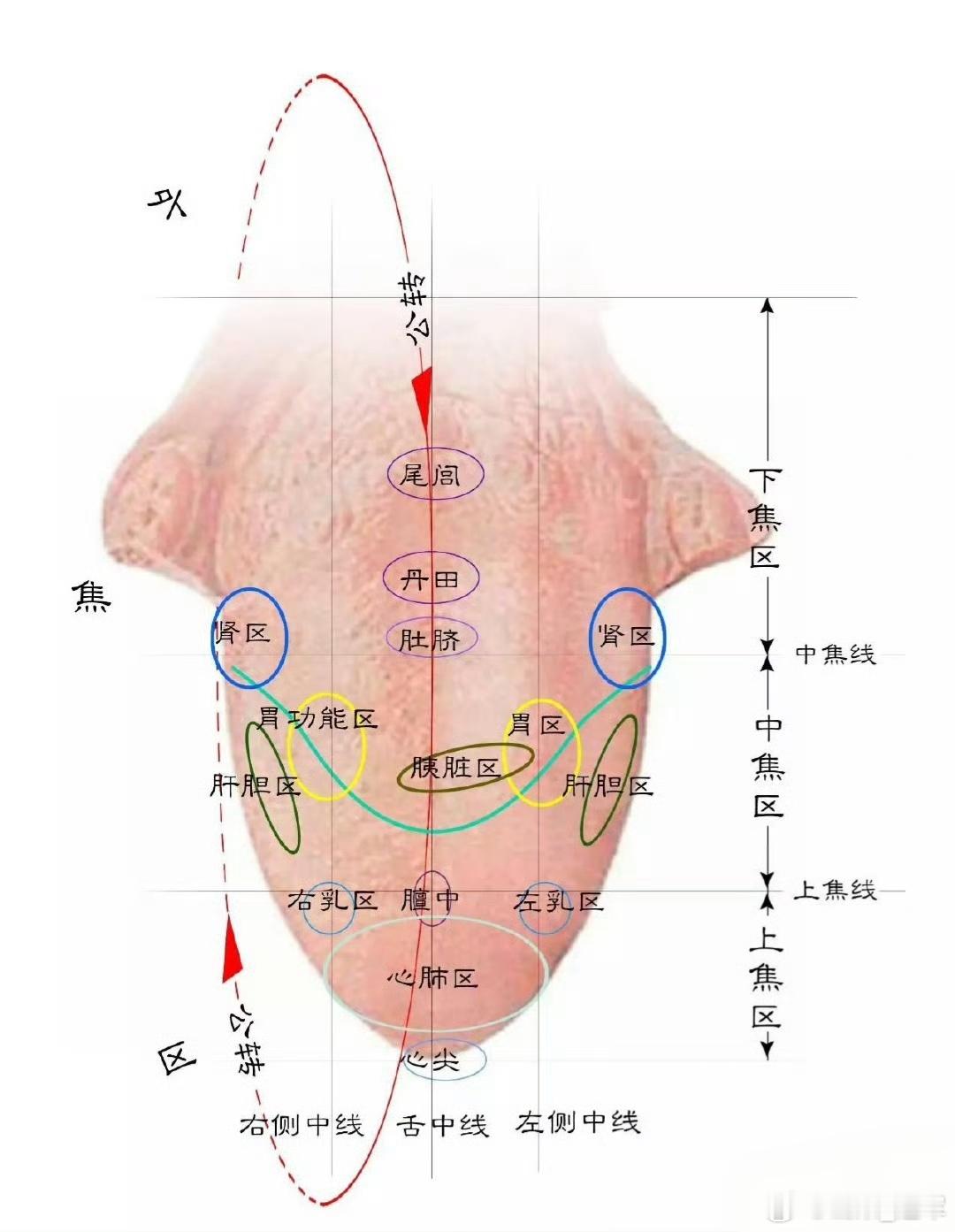 通气散，三味药治疗耳聋耳背📜出处出自清代王清任所著《医林改错·上卷》。🎯
