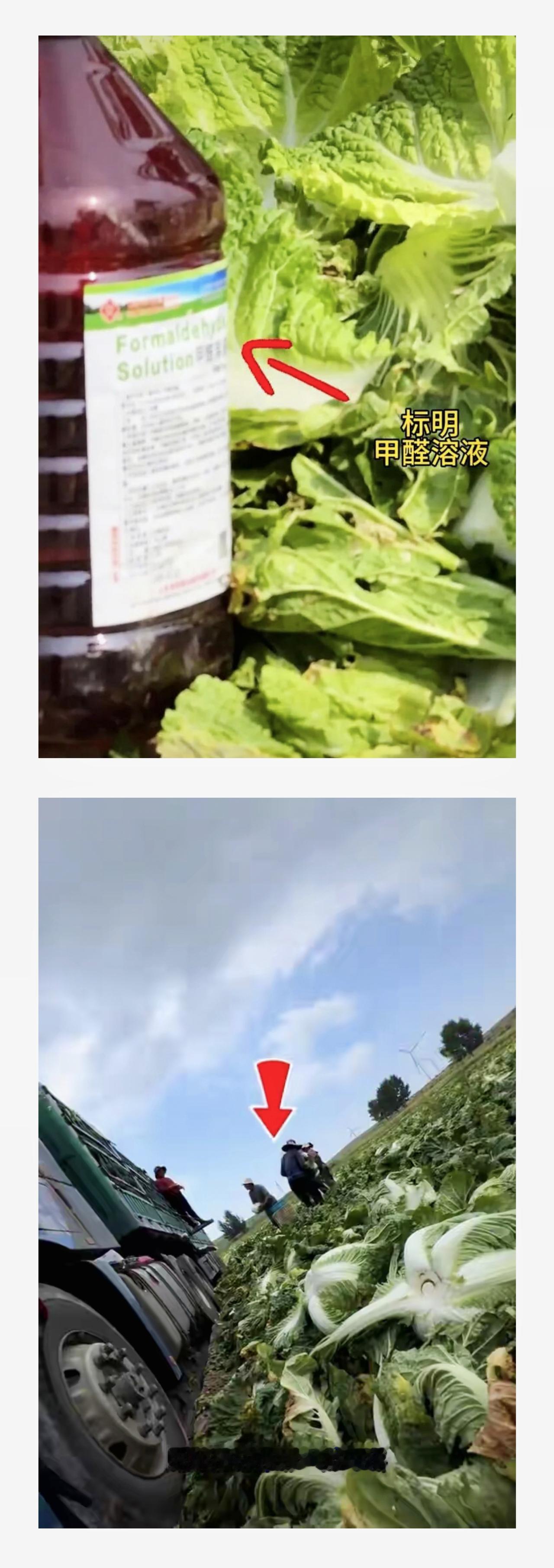 张家口甲醛白菜爆雷，这下彻底瞒不住了：1、大量坝上夏白菜，在张家口康保田间采