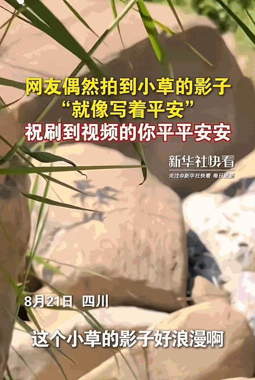 “这小草做梦都没想到它上人民日报了！”四川一女生在山上看风景，她被一个奇特的小草