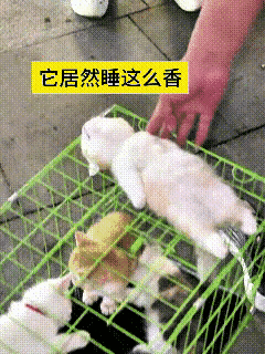 反复看了几遍这段视频，画面十分有意思。街边售卖猫咪的铁笼里挤着好几只小猫，别的小