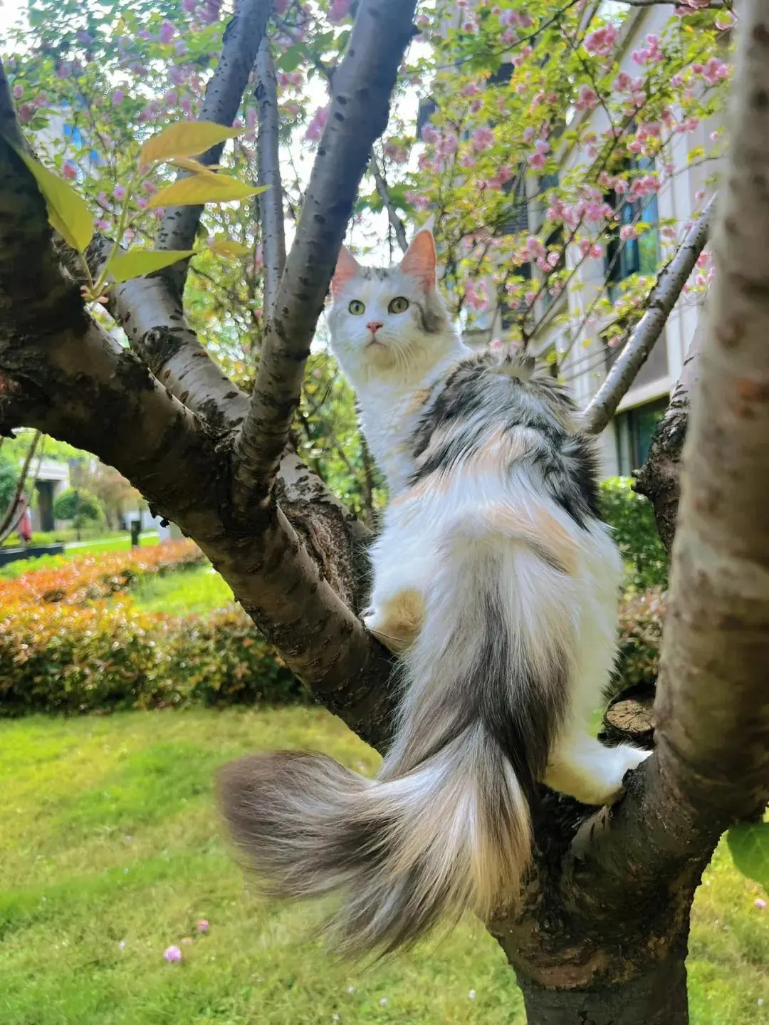 怪不得都说三花猫是猫界大美女真的太漂亮了
