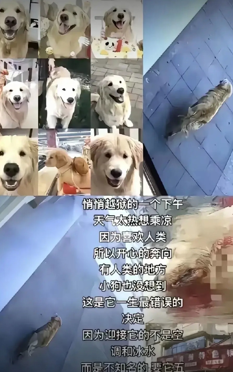被餐厅老板打死的这条金毛确实有点可惜，但是餐厅老板也没错！第一，你说是你家的狗