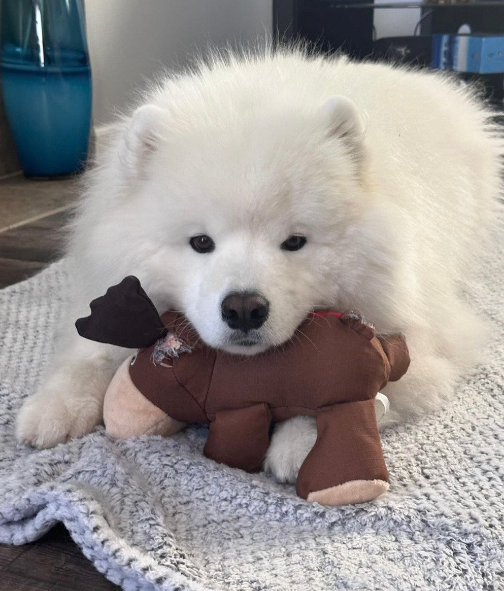 小狗和他的阿贝贝