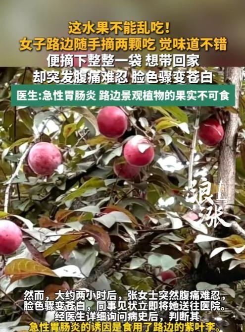 路边的果子不要采！”6月6日报道，浙江宁波一女子见路边紫叶李熟透诱人，顺手摘尝觉