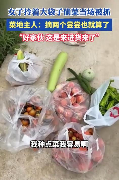 一名大妈白天擅自进入他人菜地，接连摘了几大袋蔬菜，正准备离开时，被赶来的菜地主人