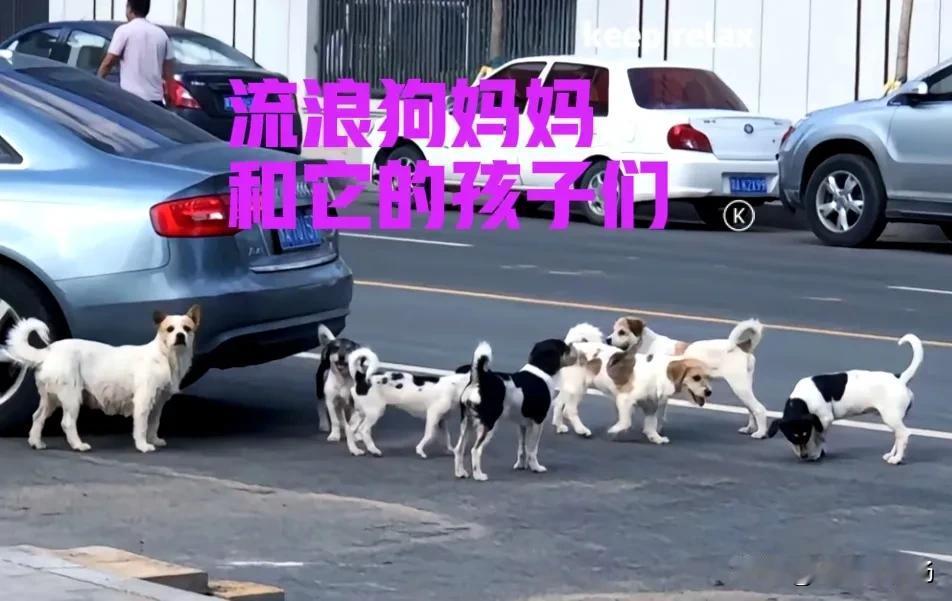 一位热心的网友，在出差的途中，遇到一群流浪狗。狗妈妈带着七只小狗，在街头流浪。它