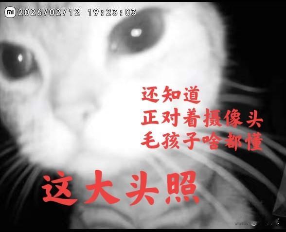 过年期间，千万不要对着监控喊留守在家的小猫，再想念你的小猫，也要忍住。隔着摄