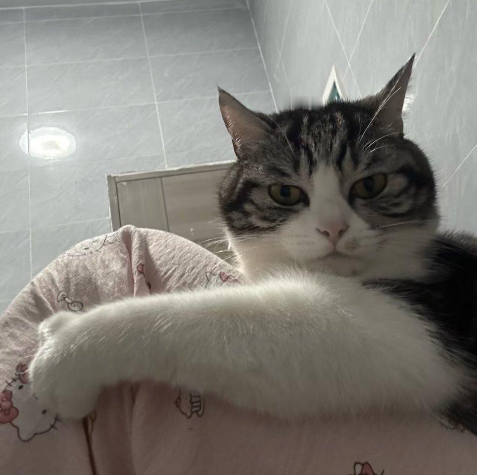 有眉毛还有表情的猫猫，随时随地在生气。​​​