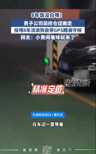 “太有灵性了！”7月11日，湖南岳阳，男子因公司装修仓促搬走，没想到，喂了8年的