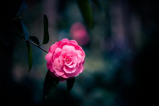 大A结构性行情环境下，怎样稳健获利？农历大A的2025年正式收官，虽说收官日的