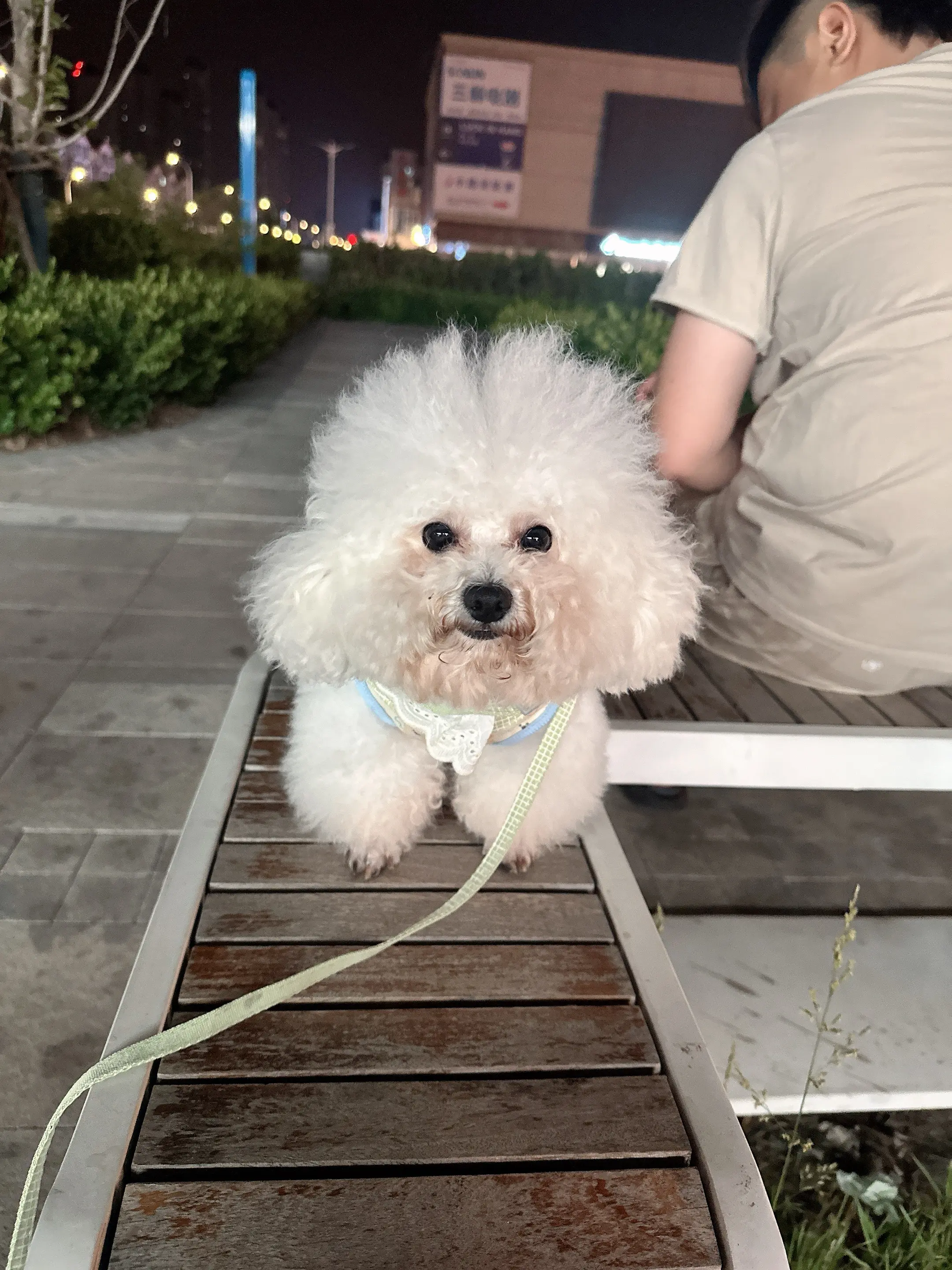 小比熊出没 比熊小短腿 比熊的遛狗日常
