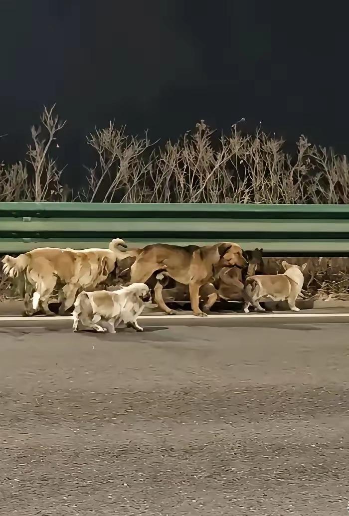 长春那七只狗顺利回家的后续来了！​原来，这7只狗都是一个屯子里的，品种有德牧、