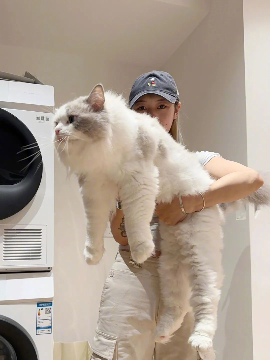 小猫治愈世界大猫猫