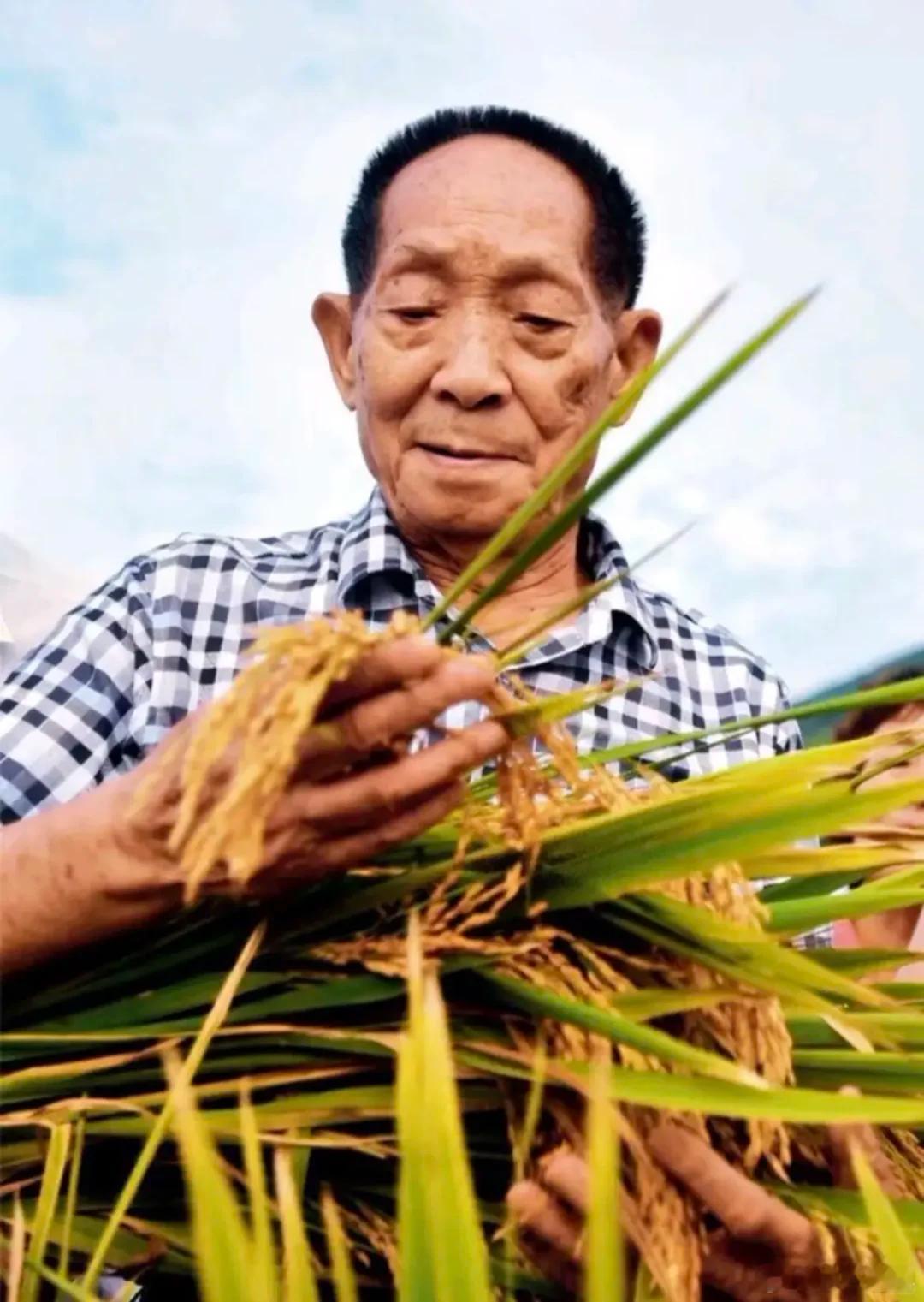 湖南农大博士追随袁隆平做新农人他们不仅在田间耕作，更是在心中播种理想。年轻博士