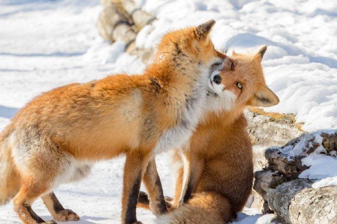 小狐狸~吸一口~