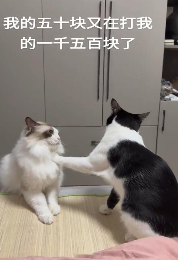 不愧是便宜的,打架起来绝不认输[doge]​​​