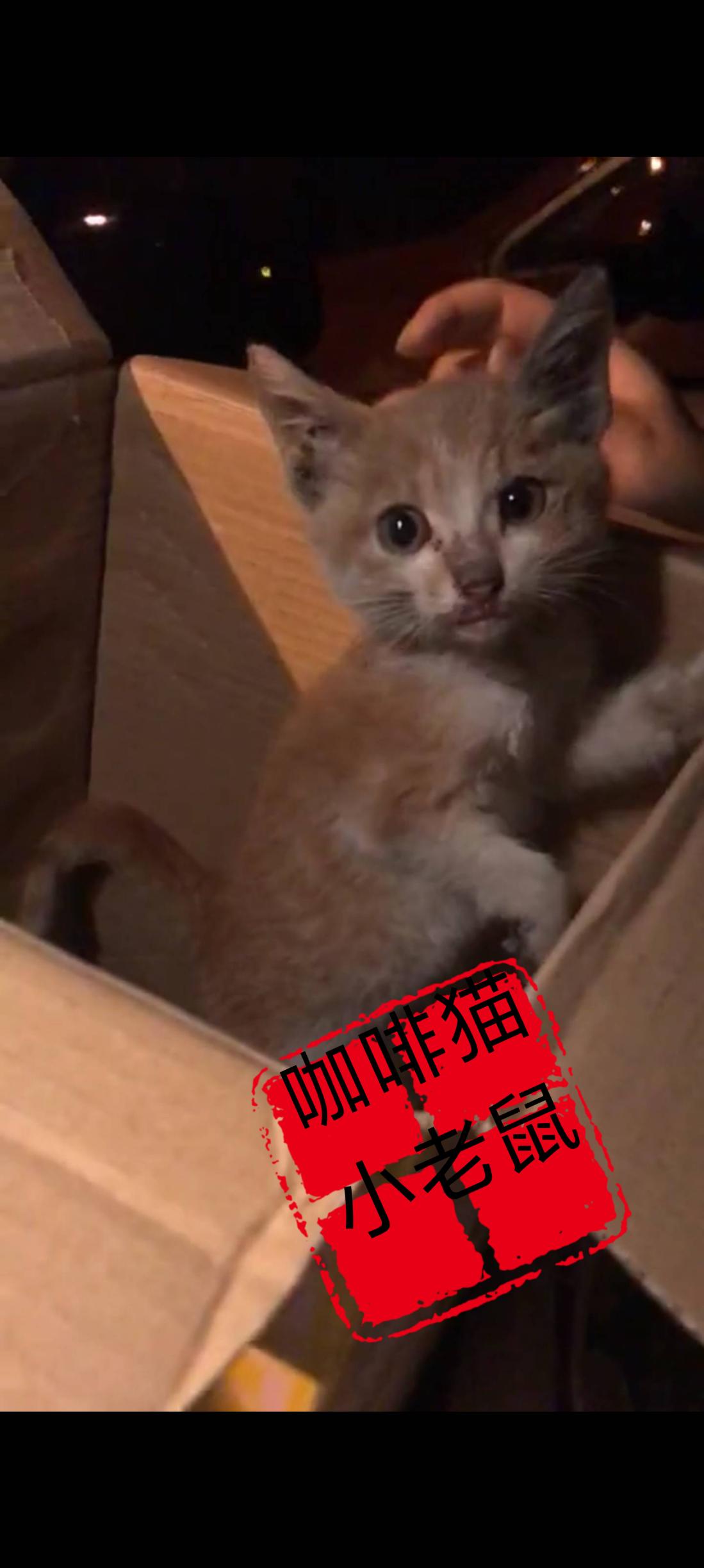 感谢之前主人的遗弃，才让这只骨瘦如柴邋遢的流浪猫找到了另一个疼爱她的主人！面