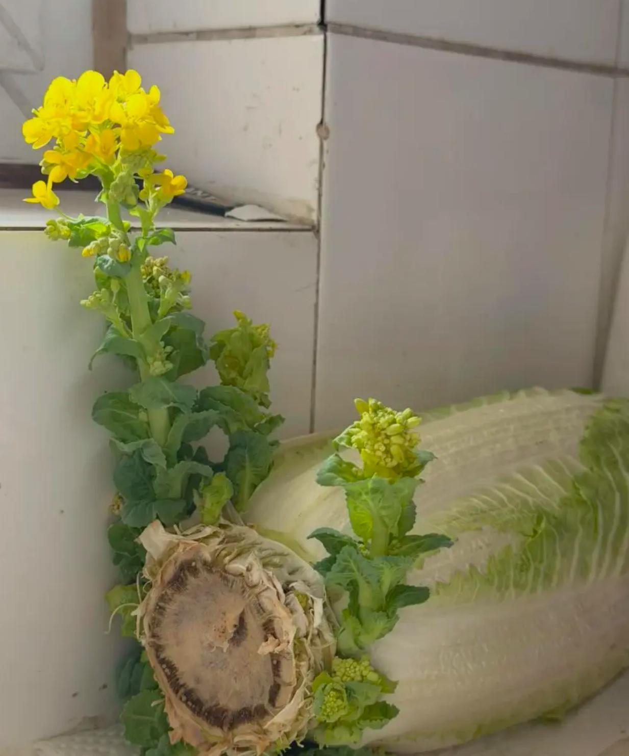 白菜开花还可以吃吗