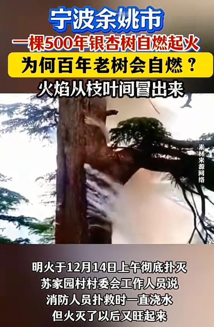 奇异怪事，12月13日宁波余姚市一颗500年银杏树忽然开始冒烟，整个主干枝干部分