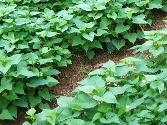 广东地摊菜大妈向我推销红薯叶，广东叫番薯叶。我直接笑答：不吃，是用来喂猪的。