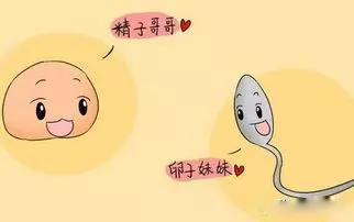不孕不育|排卵正常, 为何好“孕”未至?