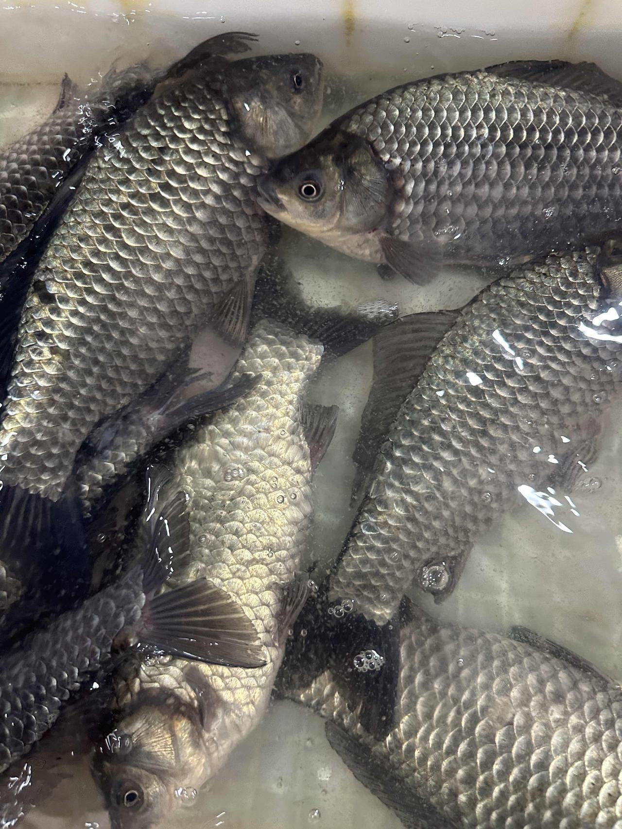 每年过年回老家的前一天，家里虽然没有人，但是也必备四样菜：白菜🥬、豆腐豆、鱼?