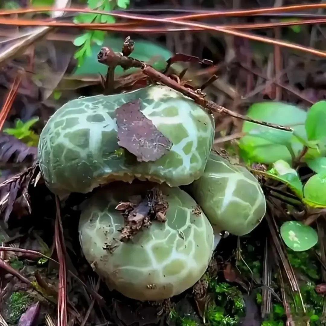 过过眼瘾，云南野生菌，认识几种？​​​