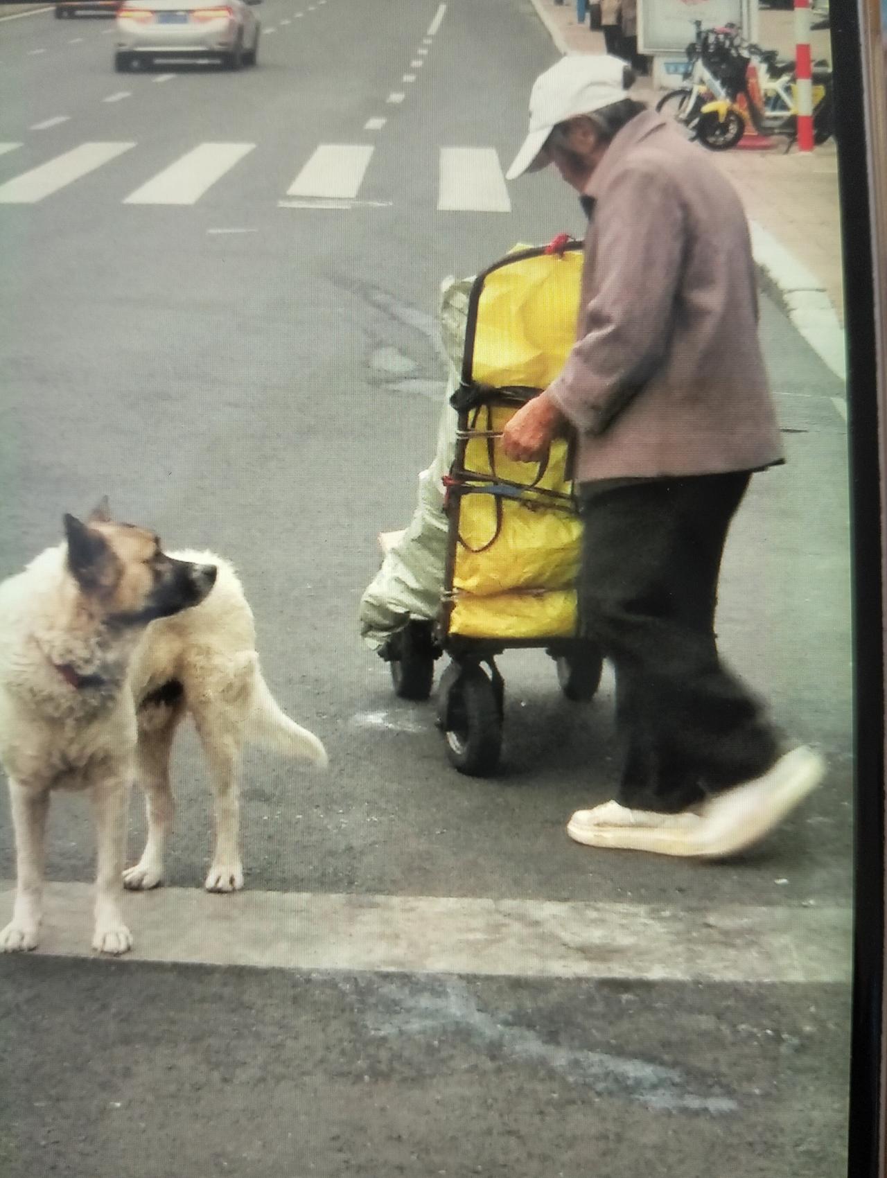 有一个老太太在我们小区捡垃圾，领着一条黄狗。黄狗也很老了，大概知道自己的主人是