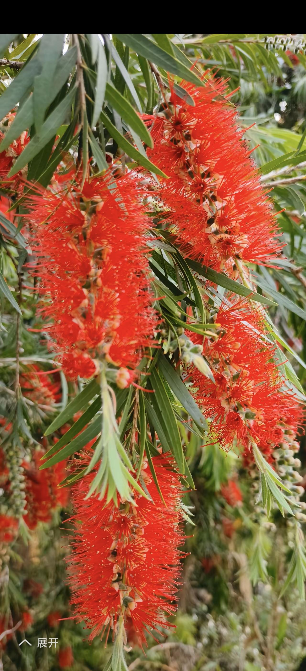 红柳和油菜花，那可是两种风格截然不同的美。红柳，多生长在沙漠等干旱地带，它枝条细