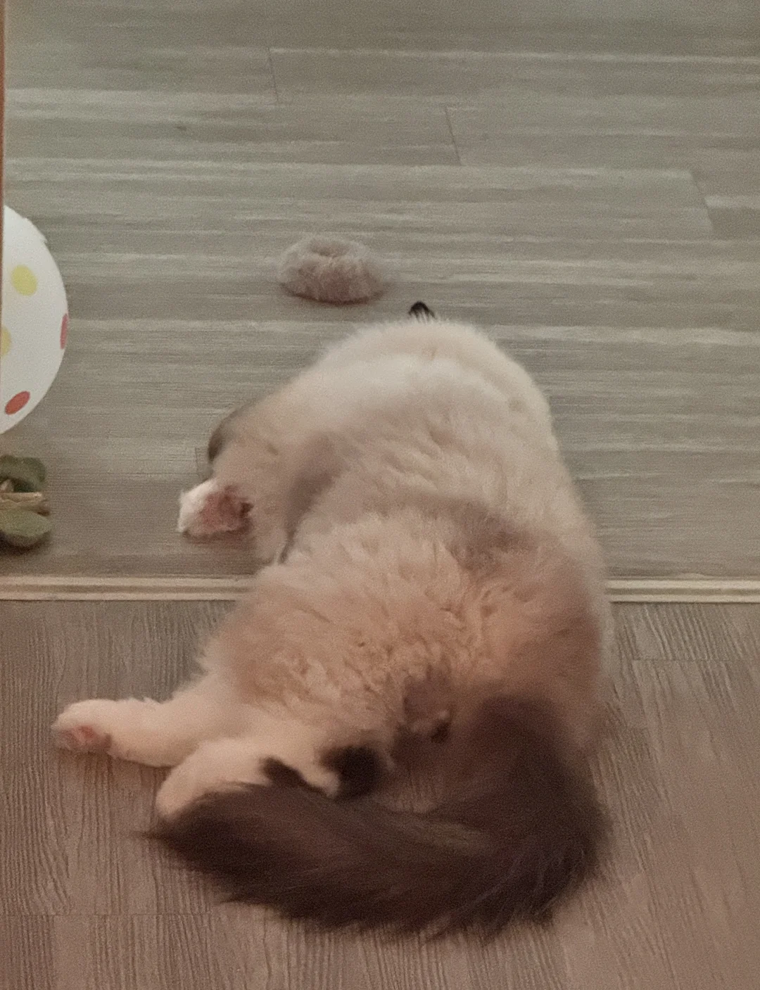 算了，跟你们这种不养布偶猪的说不清楚
