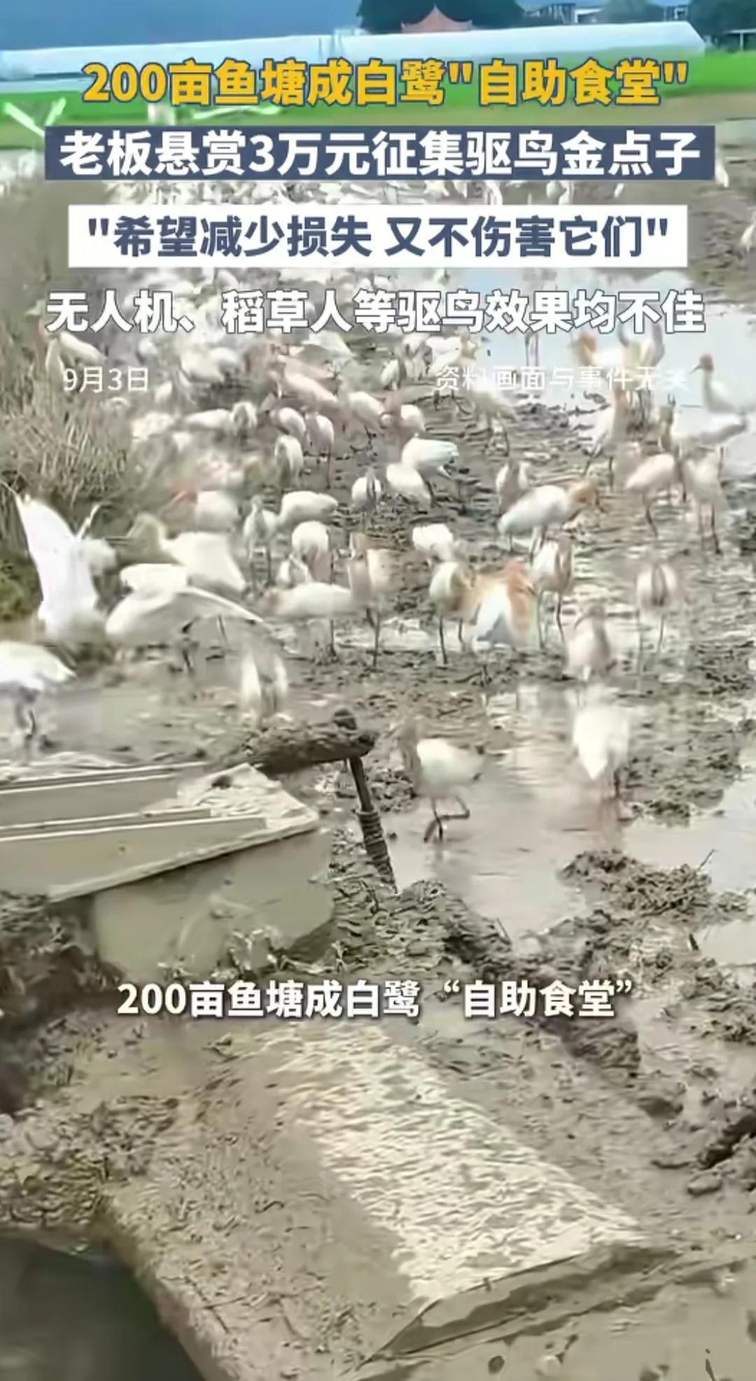 浙江湖州的一处承包大户遭遇了让人欲哭无泪的奇葩烦恼：自家两百多亩连片的鱼塘竟然快