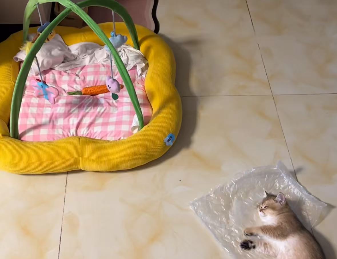 众所周知小猫除了猫窝哪里都能睡​​​