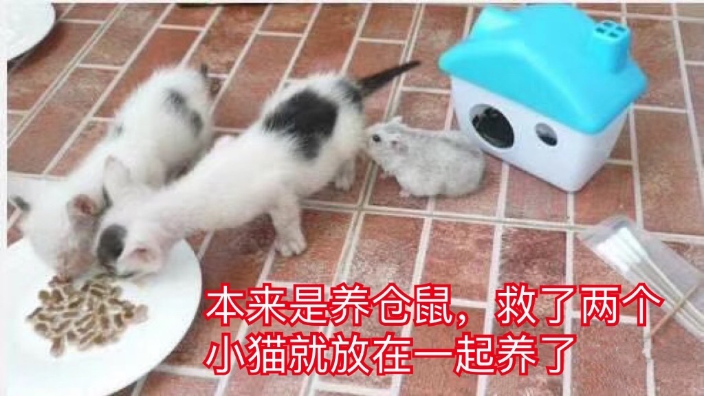 很庆幸可以一辈子为你们遮风挡雨！猫咪深圳