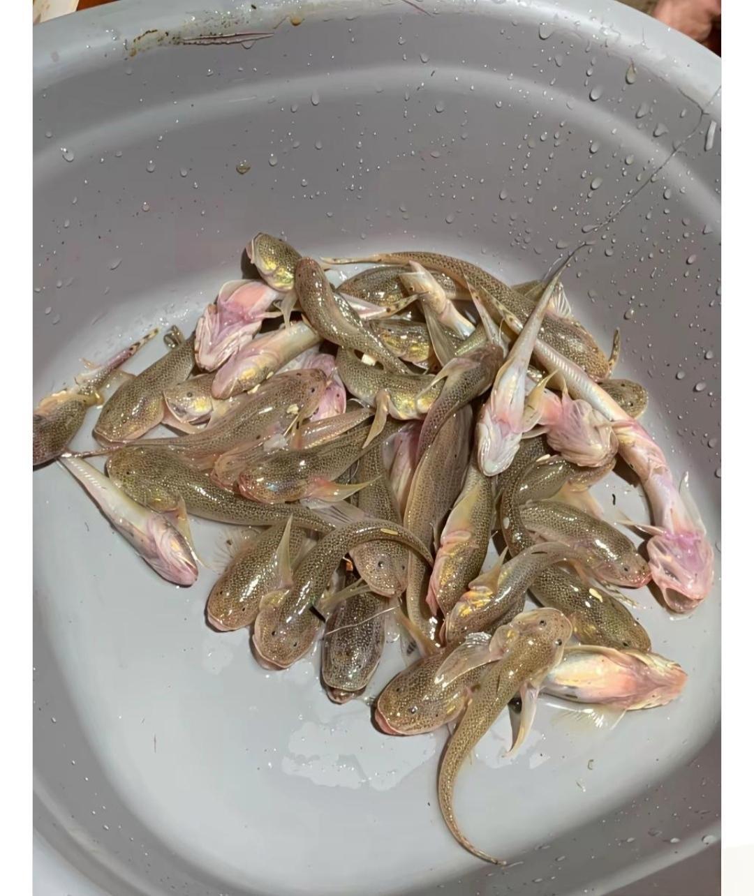 怎么做好吃