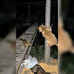 农村夜晚这一出真是笑死人~有人发了一条视频，视频上是大鹅、猫还有狗，面对黄鼠