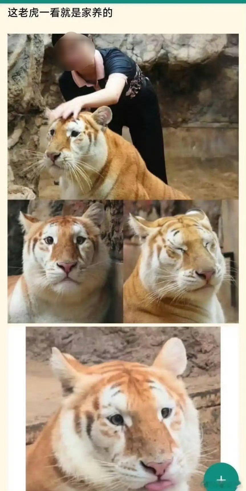 这只猫像宫百万。[doge]​​​