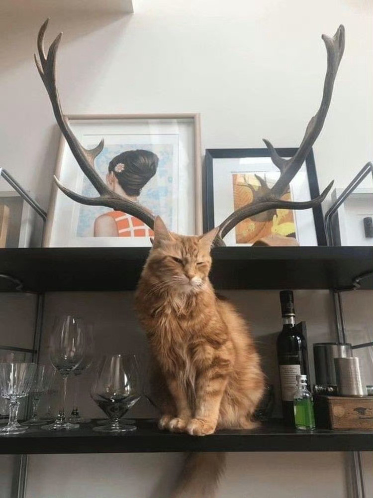 猫咪：你看看这好看吗😾​​​