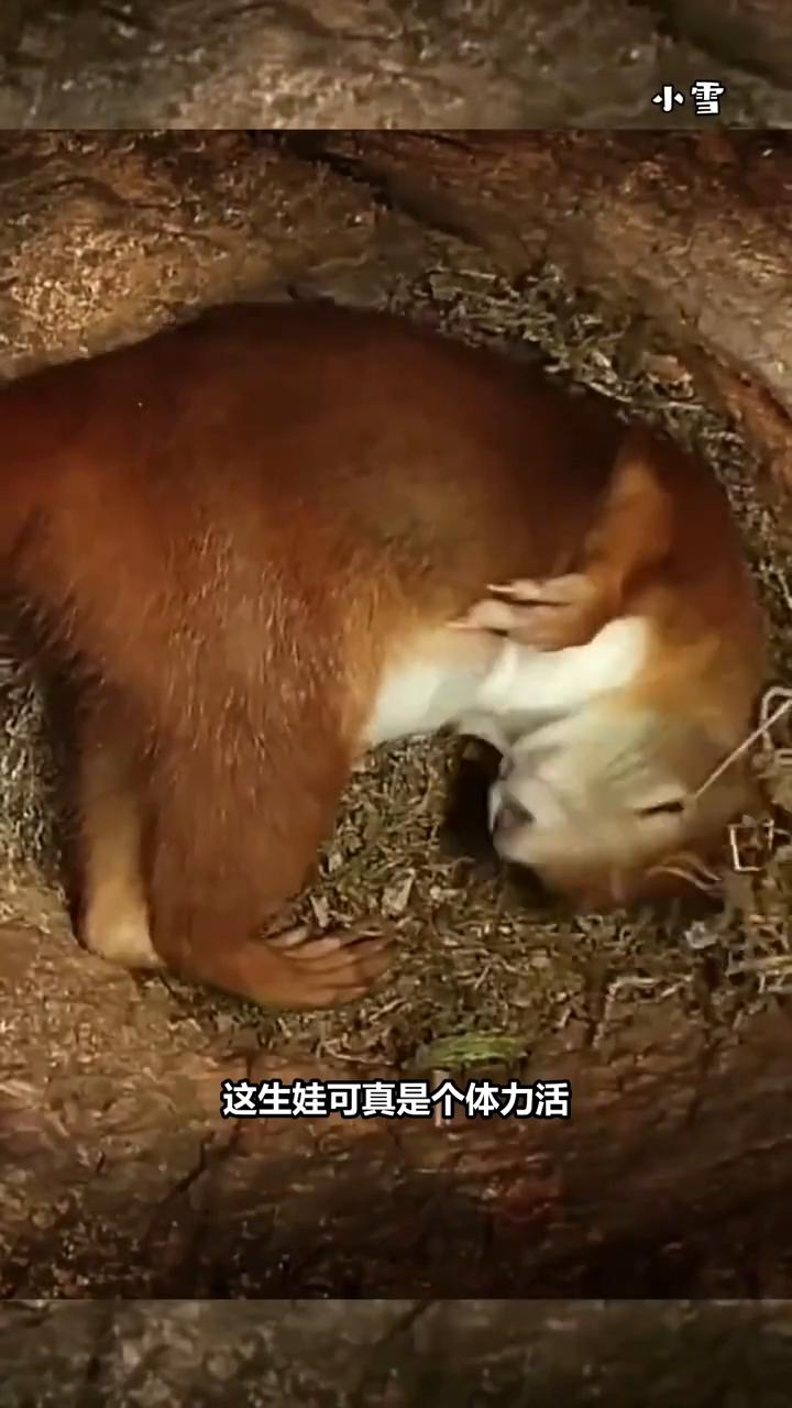 伟大的松鼠妈妈。小雪，松鼠妈妈这肚子阵痛来得猛烈，松鼠妈妈疼得直打滚，让小家伙