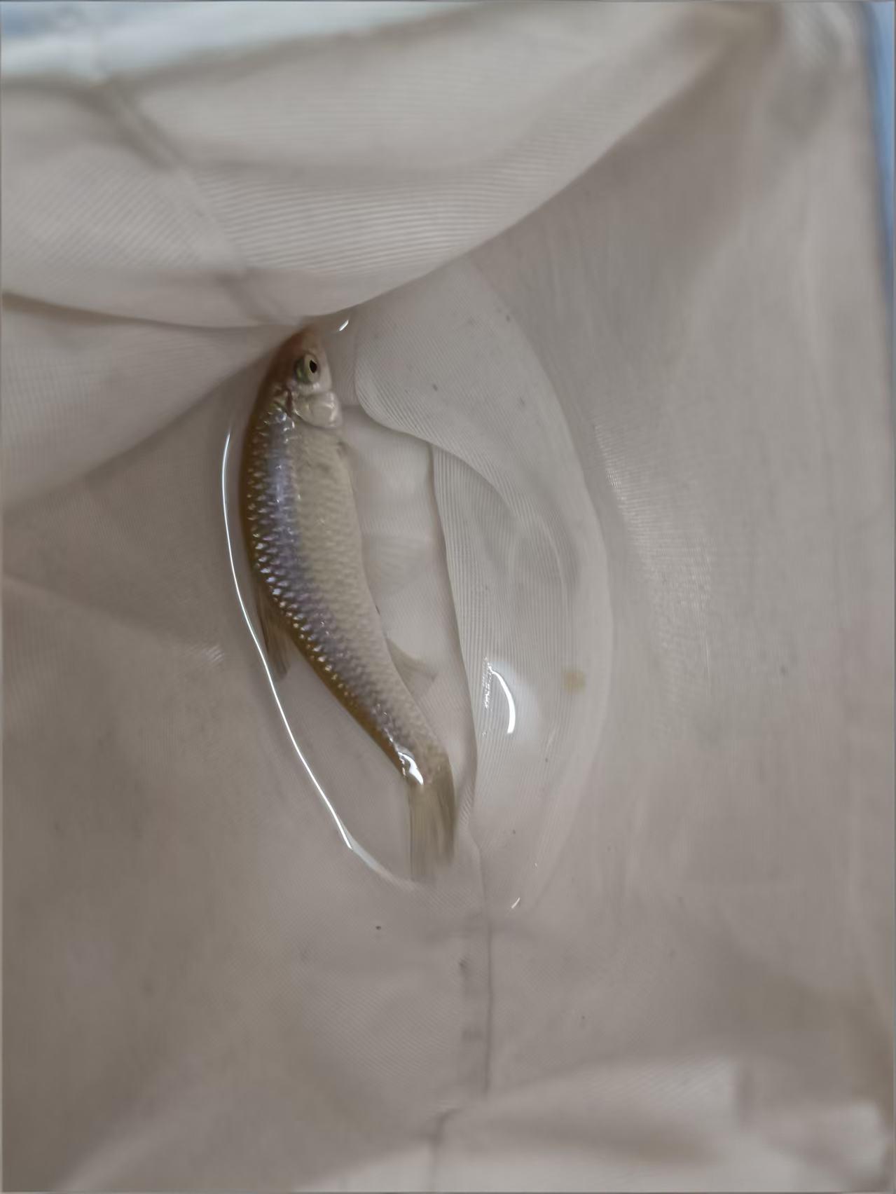 这个鱼是什么鱼