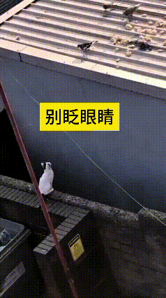 这个视频我看了好几遍，这白猫也太厉害了，捕猎的本事真不是吹的。恁瞅瞅，房顶上一