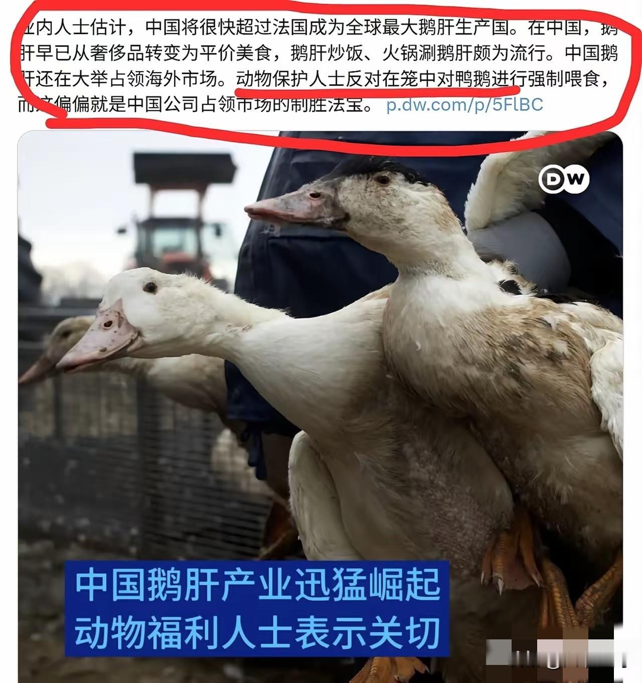 眼看中国鹅肝产量即将赶超法国，欧洲动保组织突然集中发声，专门反对中国养殖户强制填