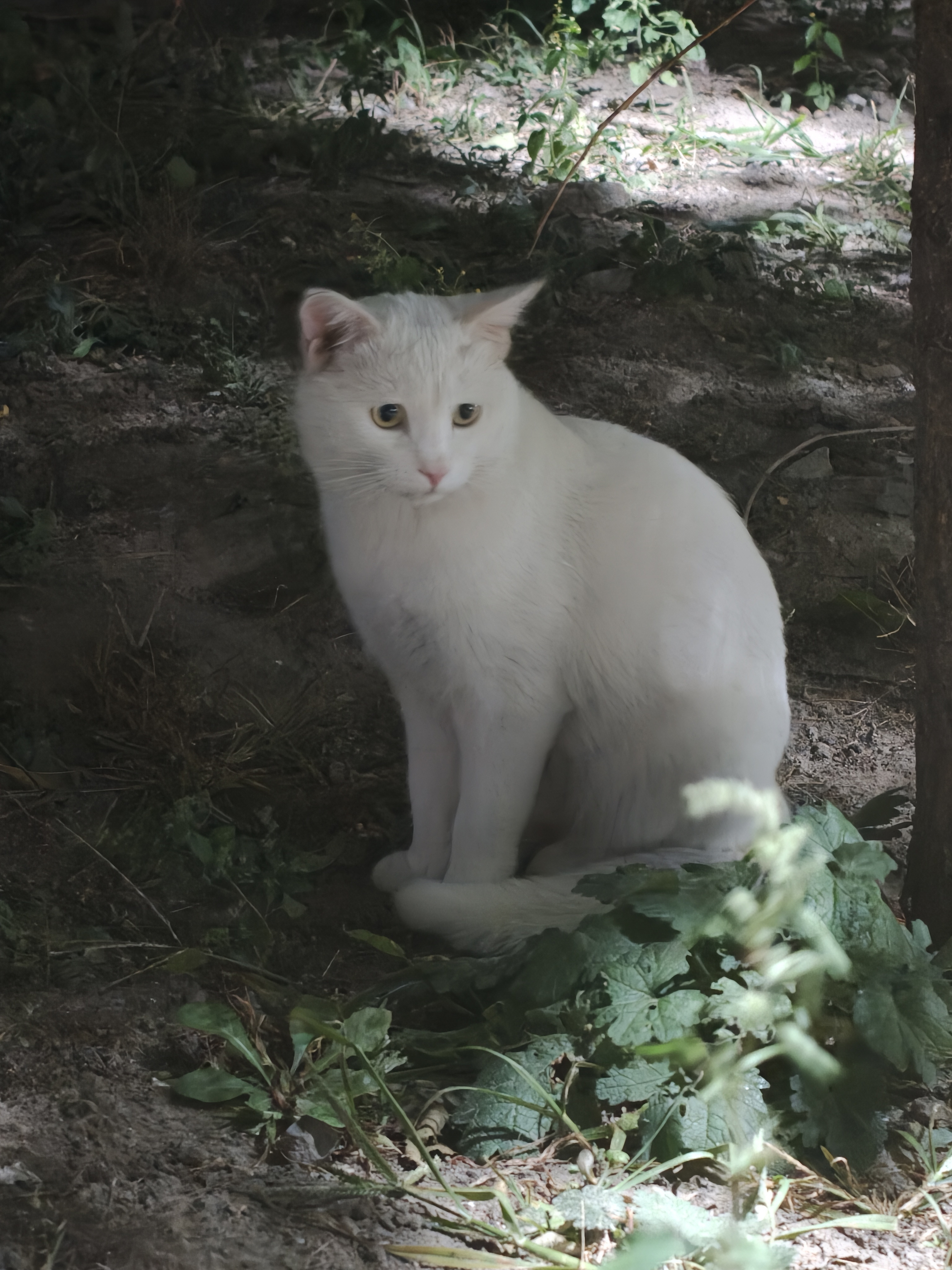 溜达路上偶遇二猫，上面的小白猫虽然貌美但奈何异常谨慎，只一直对我喵喵叫却不肯让我